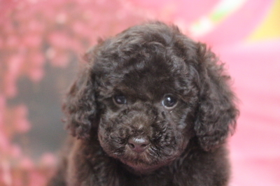 トイプードルブラウンの子犬メス、生後7週間画像