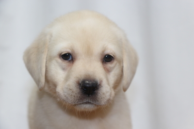 ラブラドールレトリバーイエロー(クリーム色)の子犬メス、生後7週間画像