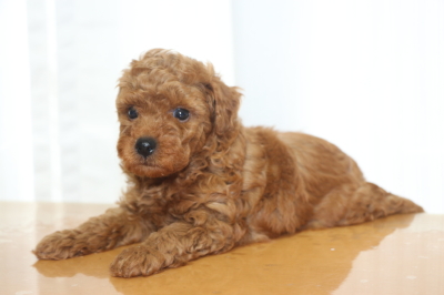 トイプードルの子犬レッドオス、生後6週間画像