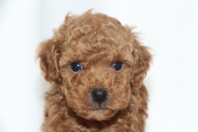 トイプードルの子犬レッドオス、生後6週間画像