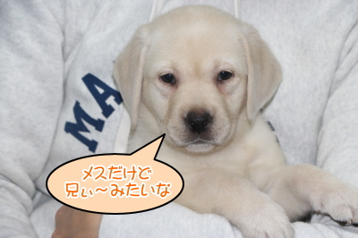 ラブラドールレトリバーイエロー(クリーム色)の子犬メス、埼玉県川口市アニーちゃん画像