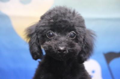 ティーカッププードルブラック(黒色)の子犬メス、生後3ヵ月画像
