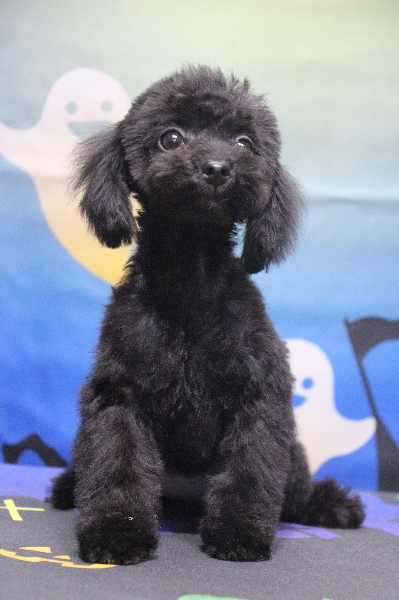 ティーカッププードルブラック(黒色)の子犬メス、生後3ヵ月画像