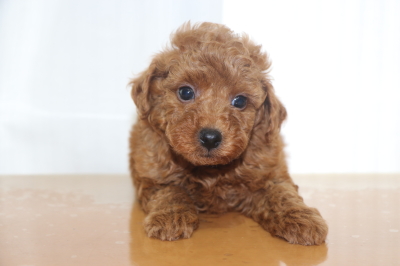トイプードルの子犬レッドオス、生後7週間画像