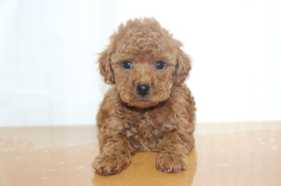 タイニープードルの子犬レッドオス、生後7週間画像