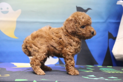 タイニープードルの子犬レッドオス、生後7週間画像
