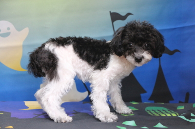 トイプードル白黒パーティーカラーの子犬メス、生後4ヵ月半画像
