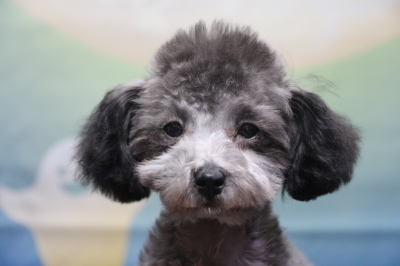 ティーカッププードルシルバーの子犬メス、生後4ヵ月画像