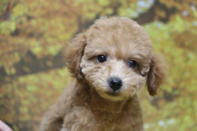 タイニープードルアプリコットの子犬メス、東京都町田市アンちゃん画像