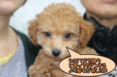 タイニープードルアプリコットの子犬メス、東京都町田市アンちゃん画像