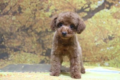 トイプードルレッドの子犬メス、東京都台東区ネナナちゃん画像