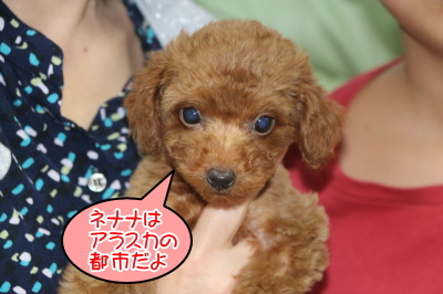 トイプードルレッドの子犬メス、東京都台東区ネナナちゃん画像