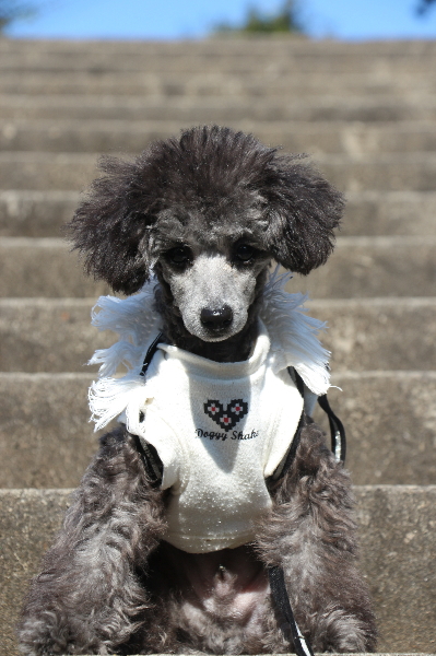 トイプードルシルバーの子犬オス、千葉県鎌ヶ谷市タフィー君画像