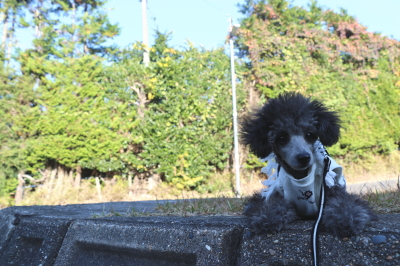 トイプードルシルバーの子犬オス、千葉県鎌ヶ谷市タフィー君画像