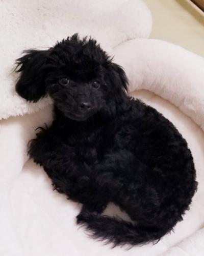 ティーカッププードルブラック(黒色)の子犬メス、埼玉県さいたま市サラちゃん画像