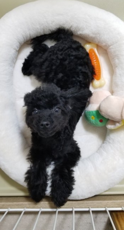 ティーカッププードルブラック(黒色)の子犬メス、埼玉県さいたま市サラちゃん画像
