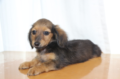 カニンヘンダックスマホガニーレッドの子犬メス、生後3ヵ月画像
