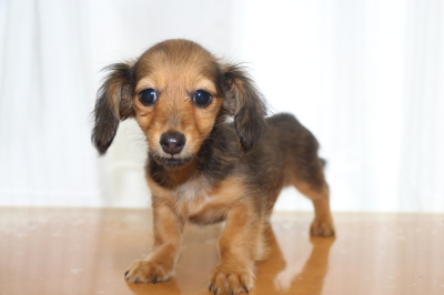 カニンヘンダックスマホガニーレッドの子犬メス、生後3ヵ月画像