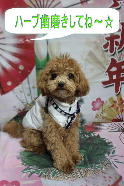 千葉県船橋市のミックス犬のトリミング前画像
