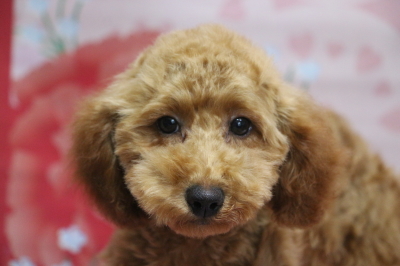 トイプードルレッドの子犬メス、東京都大田区オリーブちゃん画像