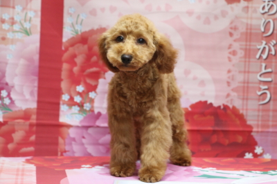 トイプードルレッドの子犬メス、東京都大田区オリーブちゃん画像