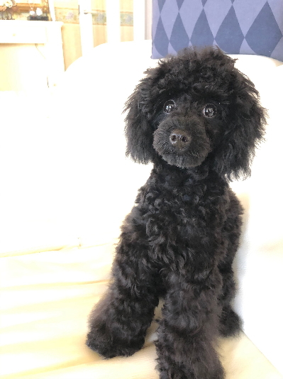 タイニープードルブラック(黒色)の子犬メス、神奈川県横浜市アビーちゃん画像