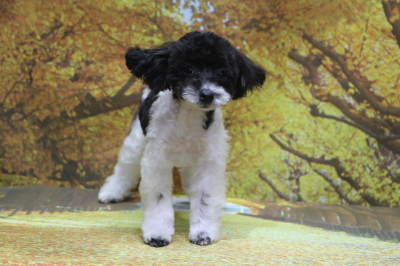 タイニープードル白黒パーティーカラーの子犬メス、東京都八王子市おにぎりちゃん画像
