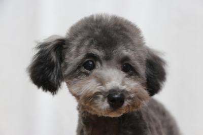 ティーカッププードルシルバーの子犬メス、生後5ヵ月画像