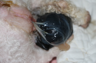 トイプードルホワイト（白色）の出産、産まれたばかりの子犬画像
