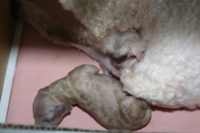 トイプードルホワイト（白色）の出産、産まれたばかりの子犬画像