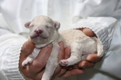 トイプードルホワイト（白色）の子犬オス、生後1週間画像