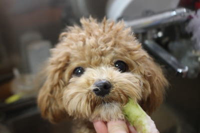 千葉県船橋市のミックス犬のハーブ歯磨き画像