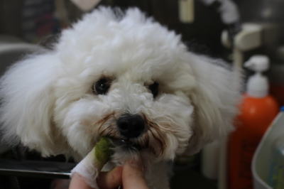千葉県松戸市のミックス犬のハーブ歯磨き画像