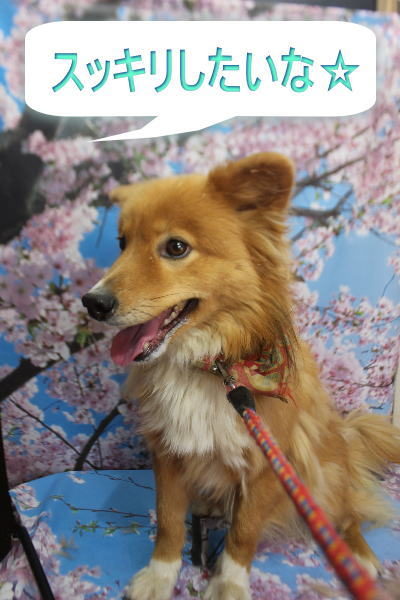 千葉県鎌ケ谷市のミックス犬のトリミング前画像