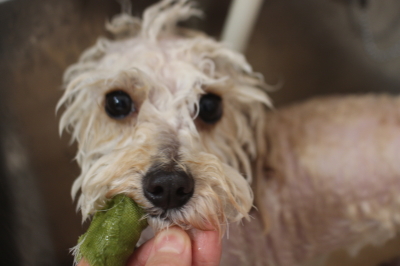 千葉県白井市のトイプードルのハーブ歯磨き画像