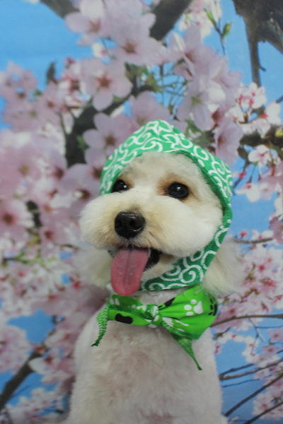 千葉県白井市のトイプードルのトリミング画像