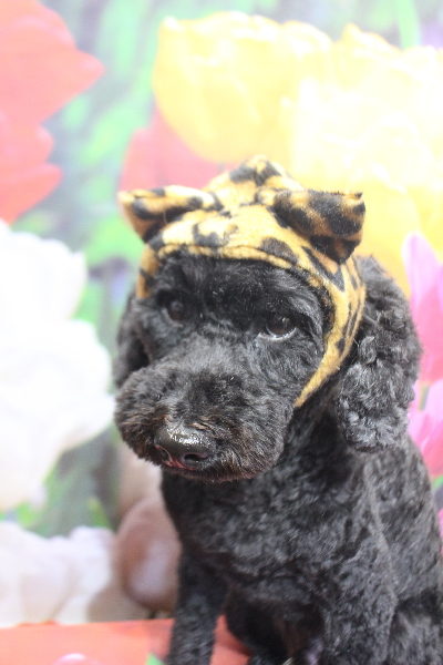 千葉県松戸市のトイプードルのトリミング画像