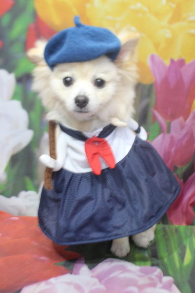 千葉県船橋市のミックス犬のトリミング像