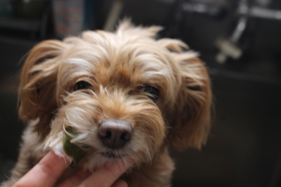 15千葉県鎌ヶ谷市のミックス犬のハーブ歯磨き画像