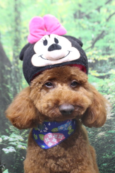 千葉県船橋市のトイプードルのトリミング画像