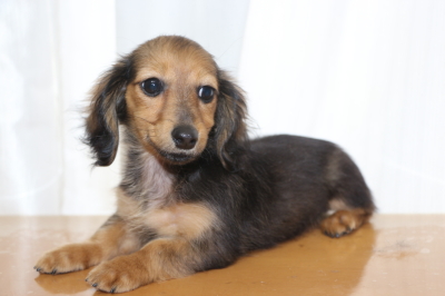 カニンヘンダックスマホガニーレッドの子犬メス、生後3ヵ月半画像