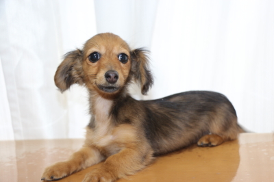 カニンヘンダックスマホガニーレッドの子犬メス、生後3ヵ月半画像