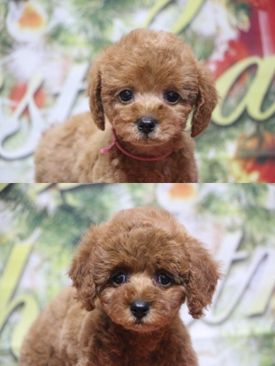 トイプードルレッドの子犬メス2頭、生後2ヵ月画像