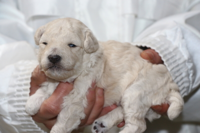 トイプードルの子犬、ホワイト（白色）オス、生後2週間画像