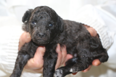トイプードルの子犬、シルバーメス、生後2週間画像