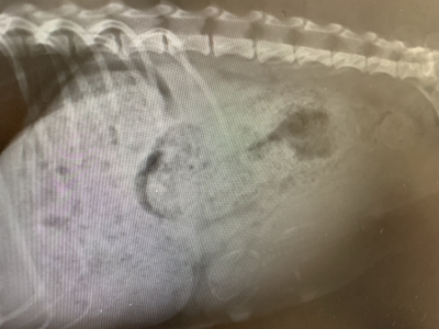 トイプードルレッド妊娠犬のレントゲン写真