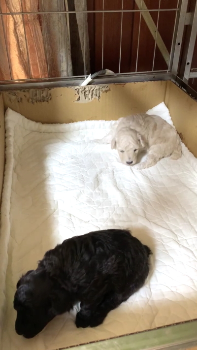 トイプードルの子犬、ホワイト（白色）オス・シルバーメス、生後3週間画像