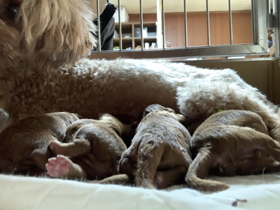 トイプードルレッドの子犬オス3頭メス1頭、生後2日画像