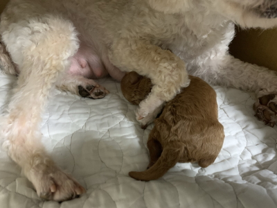 トイプードルアプリコットの子犬メス、産まれたばかり画像