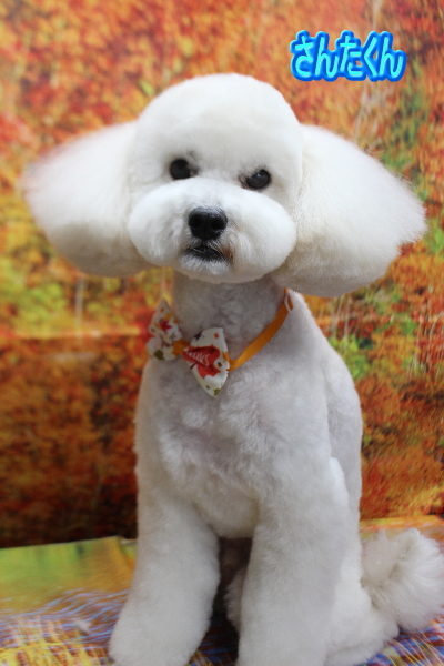千葉県松戸市のミックス犬のトリミング画像
